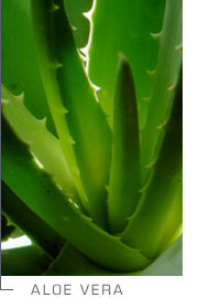 Aloe Vera
